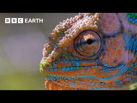 Breathtaking Moments from The Natural World - Narrated by David Attenborough | BBC Earth