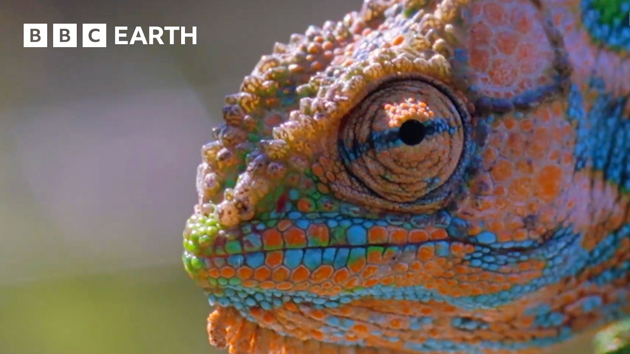 Breathtaking Moments from Nature - Narrated by David Attenborough | BBC Earth