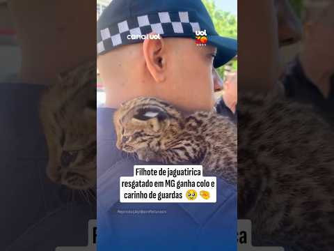 Filhote de jaguatirica resgatado em MG é mimado por guardas