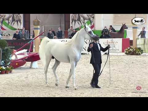 N 59 TF ROYAL MAGNUM   Italian Nationals 2021   Colts 3 years old Class 6