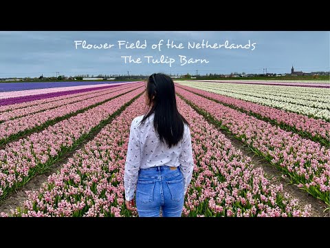Spring Time at the Netherlands | The Tulip Barn | Flower Field #Spring #TheNetherlands #TravelEurope