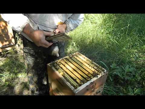 улей удав снятие корпусов