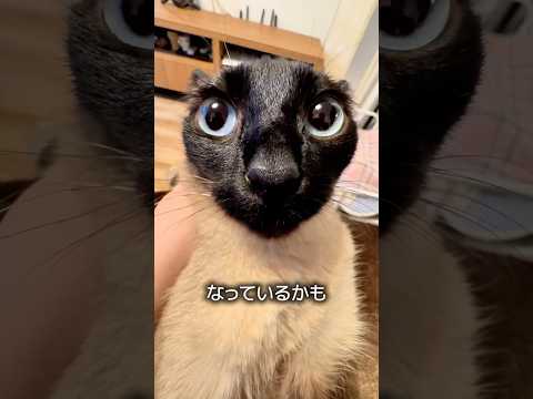 シャム猫の色