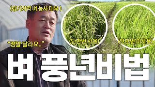 2025년 벼 농사 풍년을 위해 지금부터 시작 하세요-! 단 하나! 단 한번만 기억하세요-!