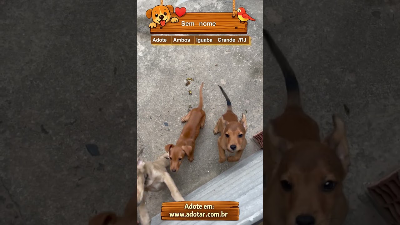 Cachorro raça Chow chow com pinscher com vira lata  idade 2 a 6 meses nome Sem nome 