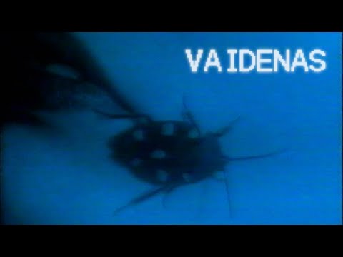 AKLI - VAIDENAS