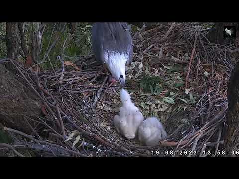 2023-08-19下午  1#白腹海雕家育雏的故事