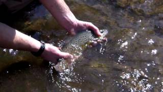 Brown Trout Stocking