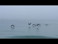 Dolphins And Pelicans In The Fog Along St Pete Beach