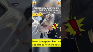 Download lagu Shocking Footage: Dog's Painful Cry Breaks my Heart! mp3