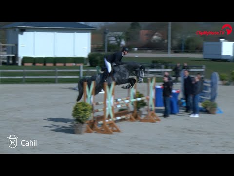 Hengstvorführung Mai 2021 | Cahil