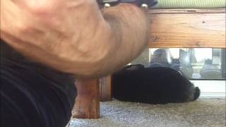 Quackhammer: I Sold The Arabs The Moon (David Lowery uke cover)