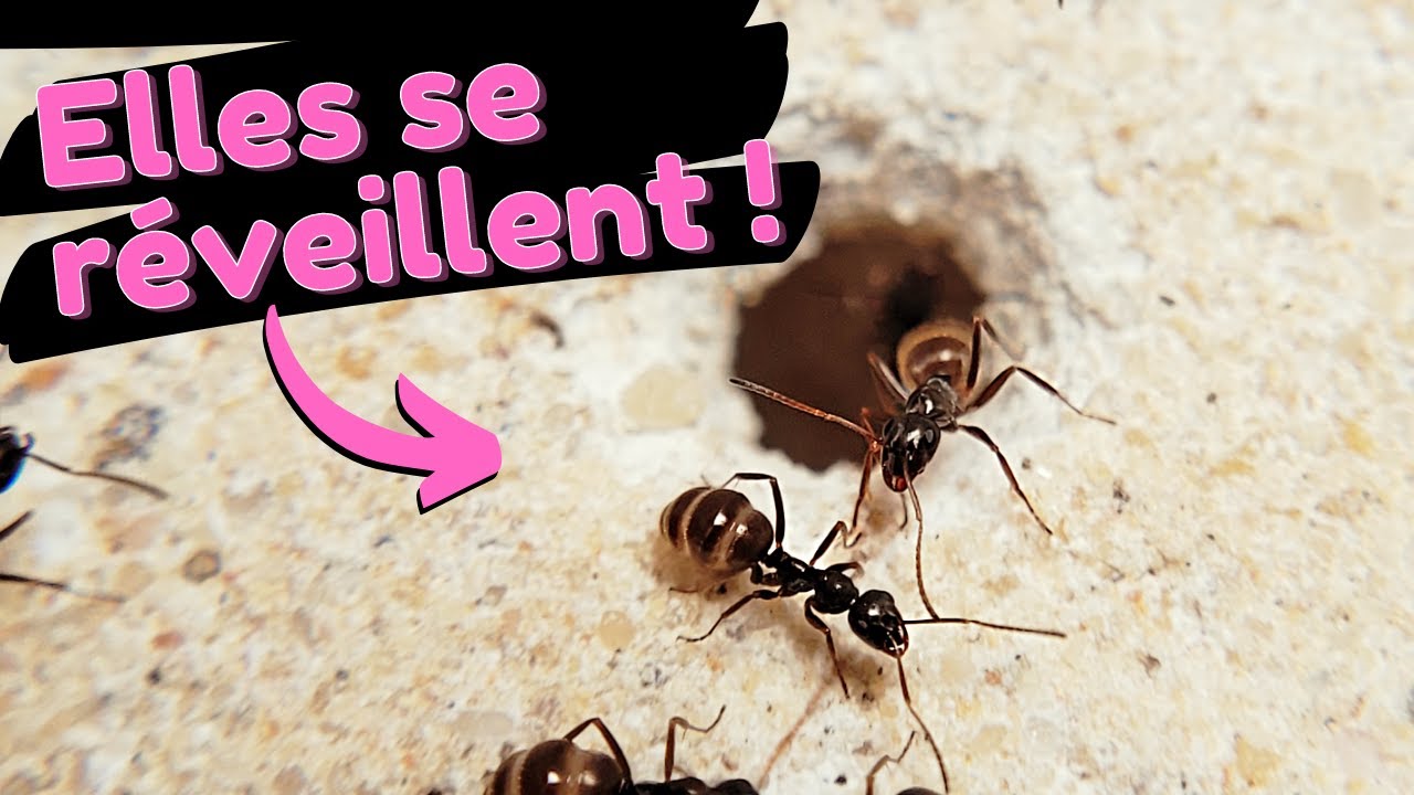 Mes fourmis ont toutes survécu ? (non…) (fin de diapause)