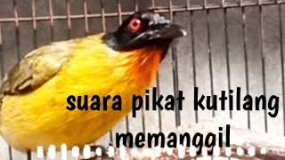 Download lagu suara pikat kutilang emas memanggil mp3