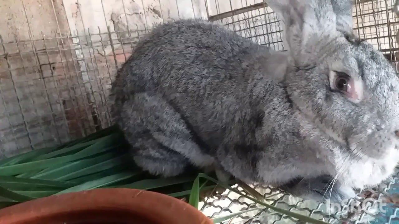 Diferenças entre o Gigante de Flandres e outras raças de Coelhos
