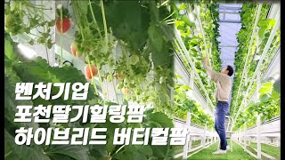 벤처기업 포천딸기힐링팜 하이브리드 버티컬 스마트팜 현황(-2024 CES 포스터 전시 예정)