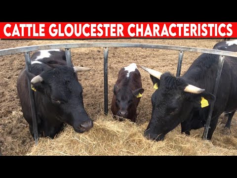 , title : '⭕ Cattle Breeds Gloucester Characteristics  ✅  Cattle Gloucester  // Bulls'