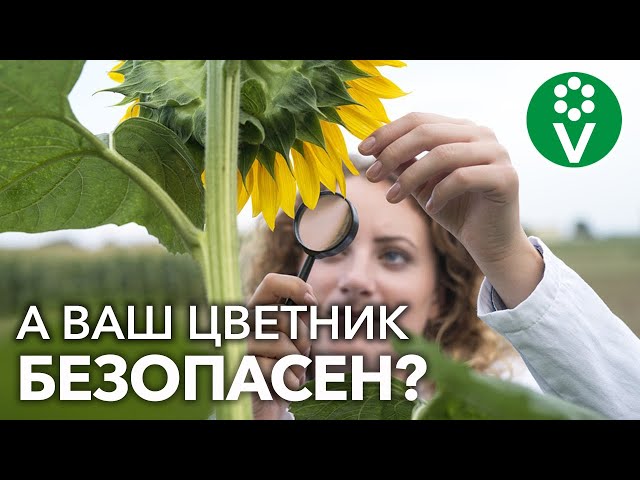 ЦВЕТЫ БЕЗ АЛЛЕРГИИ! Посадите ЭТИ РАСТЕНИЯ и наслаждайтесь красотой круглый год!