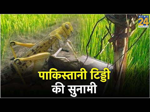पाकिस्तानी टिड्डी की सुनामी