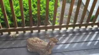 preview picture of video 'fawn on front porch'