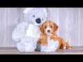 Cavapoo dogs for sale: Tommy - Video 1