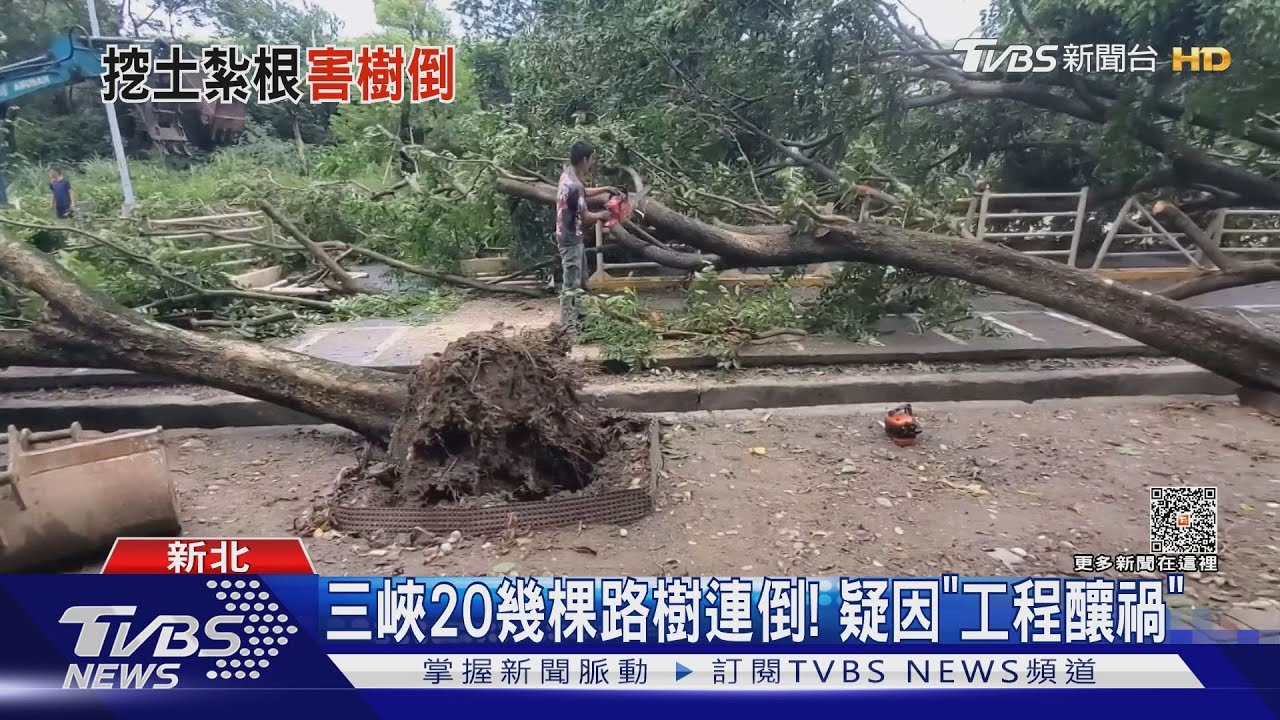 三峽20幾棵路樹連倒！　疑因「工程釀禍」機車逃一劫