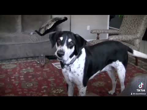 Who wants a kitten part 1