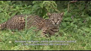 La Vida en las Tierras Altas Guaraní subtitulado