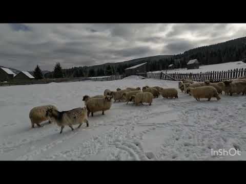 OILE LUI COSTEL AVRAM -ULTIMUL CIOBAN DIN CARLIBABA -SUCEAVA .BUCOVINA