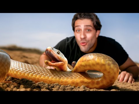 Meet The Most Venomous Snake in The World