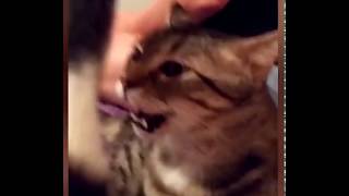 Funny Cat Reaction From Smelling another Cat - Tik Tok China / Douyin