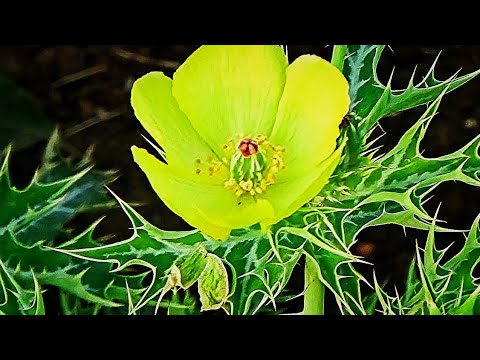 download lagu mp3 mp4 Argemone Plant, download lagu Argemone Plant gratis, unduh video klip Argemone Plant