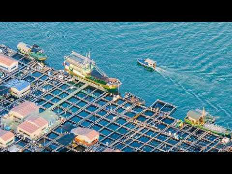 Live: Where the sea is home – Lingshui's Tanka fishing rafts in Hainan