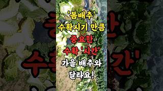 봄배추 수확시기 만큼 중요한 수확 시간대 가을 배추와 달라요