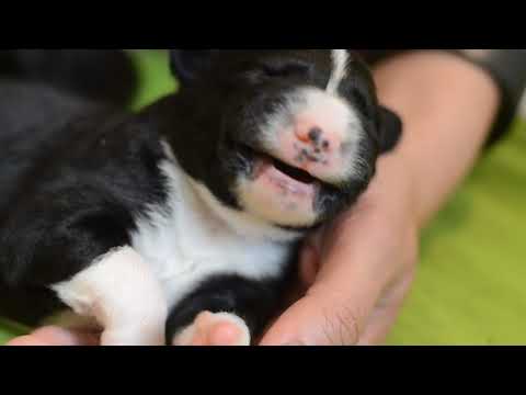 Border collie puppies. Maeglin Ophelia&Mind The Dog Lycan| 1 week