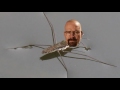WALTER STRIDER