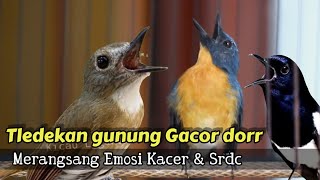 Download lagu TLEDEKAN GUNUNG FULL GACOR BIKIN KACER DAN SRDC EMOSI mp3