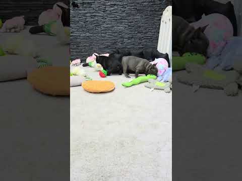 Video 4