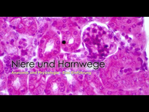 Die Niere - Einführung in Anatomie und Physiologie für Matura, Abitur und Studiumsbeginn