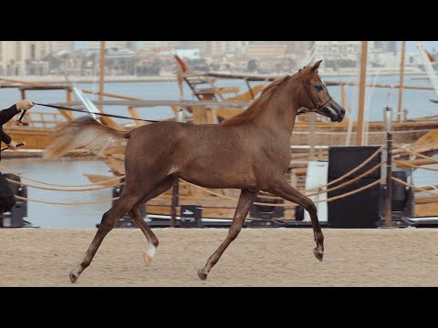 ZAINA AL WAJBA - Gold Champion Yearling Filly, KIAHF 2023 Peninsula Show