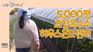 [나는농부다 246회] 5,000평 초당옥수수 하우스 온도 관리
