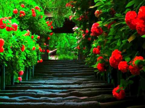 Aias õitsvad veel me roosid!