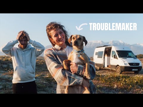 VANLIFE MIT HUND - bereuen wir die Entscheidung?