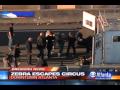 Zebra Gets Loose Running On Atlanta Highway