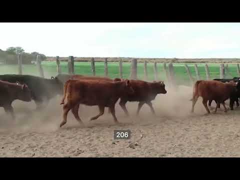 Lote 70 Terneras en La Maruja, La Pampa