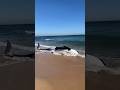 Killer Whale Washes Up On Beach In FLORIDA First Time In History Whale Florida
