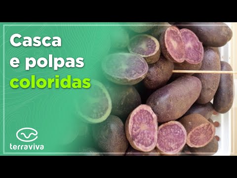 , title : 'Instituto Agronômico lança primeiras variedades de batata colorida do Brasil'