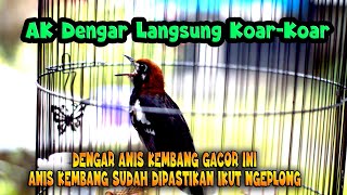 Download lagu ANIS KEMBANG SUDAH DIPASTIKAN IKUT NGEPLONG DENGAR ANIS KEMBANG GACOR INI mp3 Download lagu ANIS KEMBANG SUDAH DIPASTIKAN IKUT NGEPLONG DENGAR ANIS KEMBANG GACOR INI mp3
