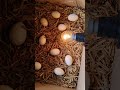 Chicken eggs incubator #shorts