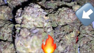 Gush Mints Strain Review!